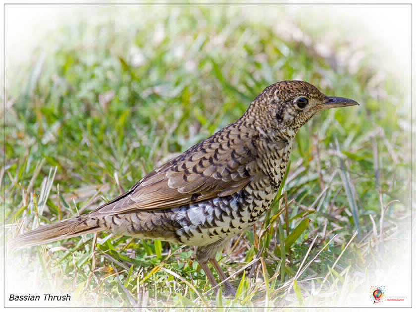Bassian Thrush at Wombolly