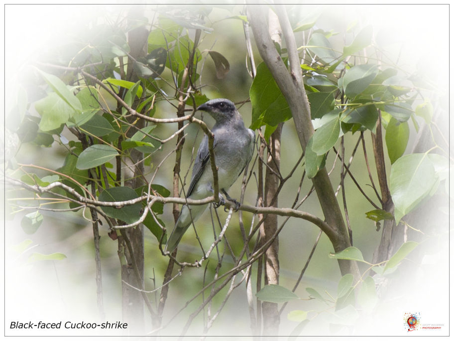 Black-faced Cuckoo-shrike at Wombolly