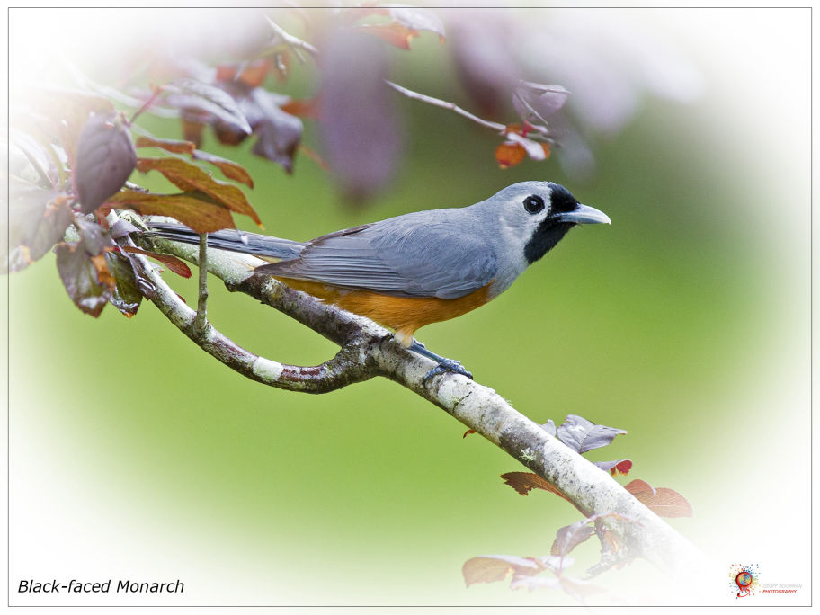 Black-faced Monarch at Wombolly