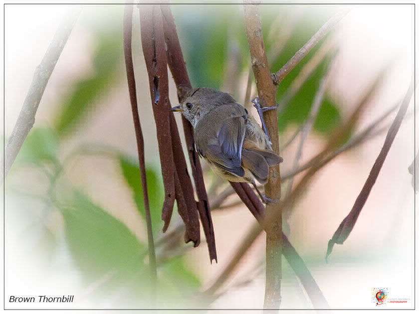 Brown Thornbill at Wombolly