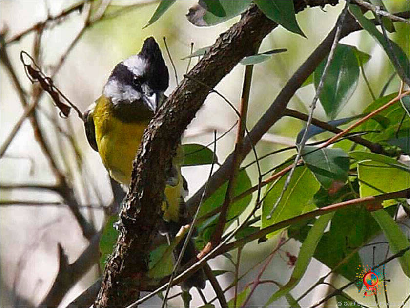 Crested Shrike-tit at Wombolly