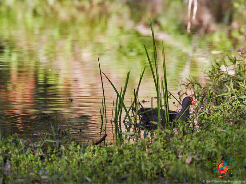 Dusky Moorhen at Wombolly