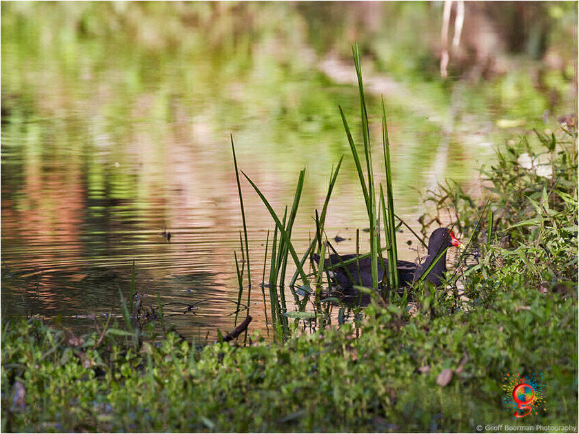 Dusky Moorhen at Wombolly