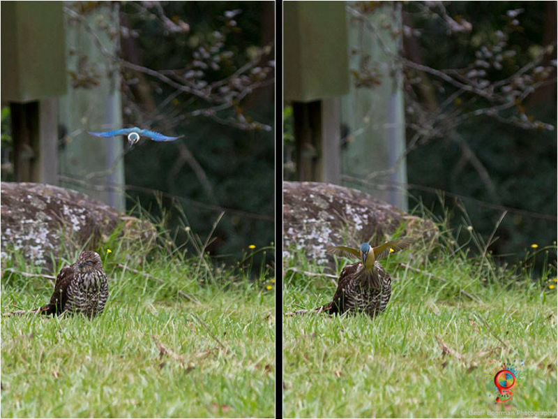Brown Goshawk at Wombolly