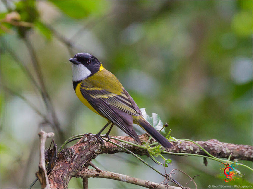 Golden Whistler at Wombolly