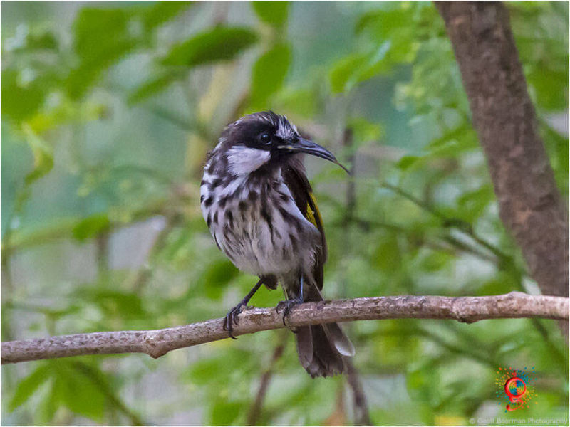 White-cheeked Honeyeater