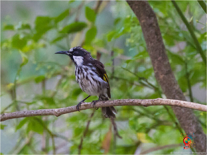 White-cheeked Honeyeater
