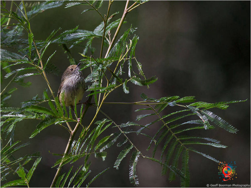 Brown Thornbill at Wombolly