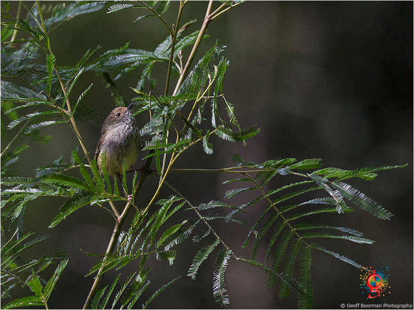 Brown Thornbill at Wombolly