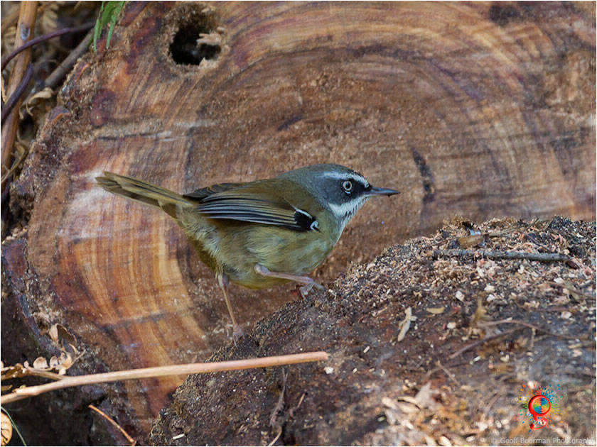 White-browed Scrubwren at Wombolly