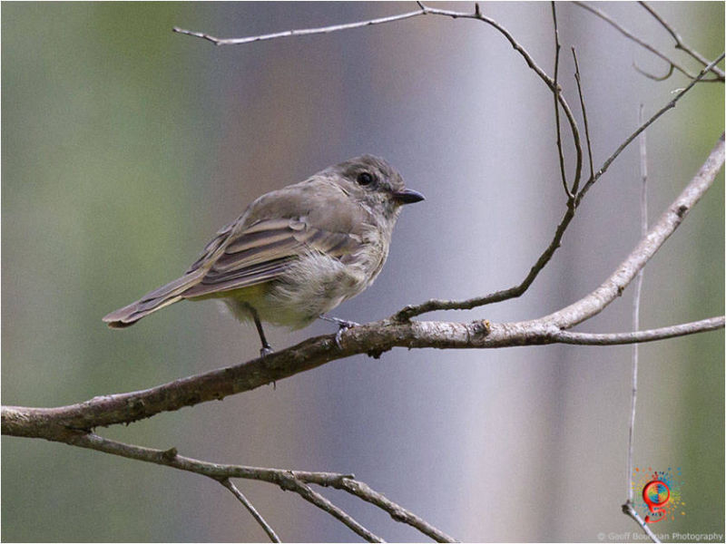 Western Gerygone at Wombolly