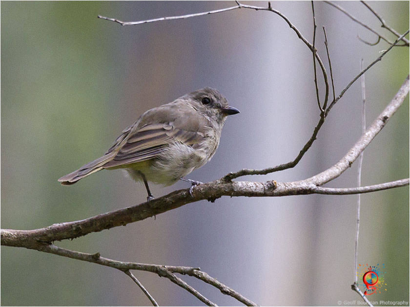 Western Gerygone at Wombolly