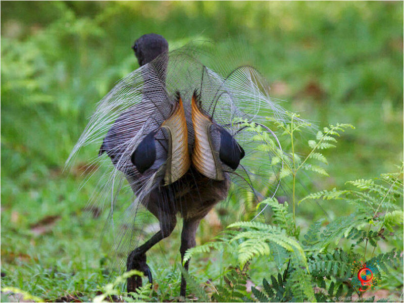 Superb Lyrebird at Wombolly