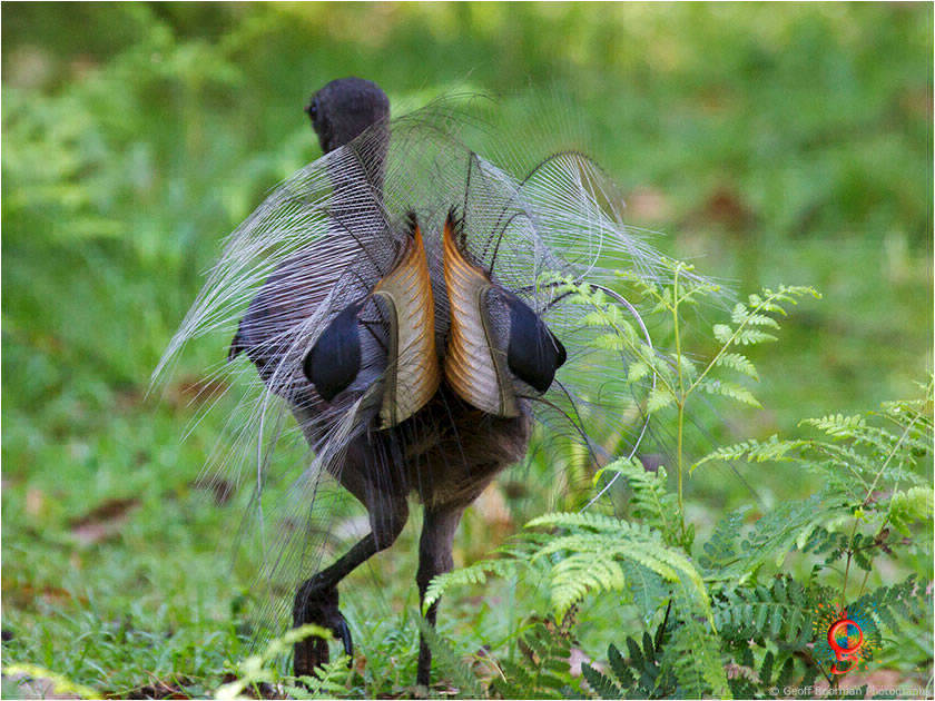 Superb Lyrebird at Wombolly