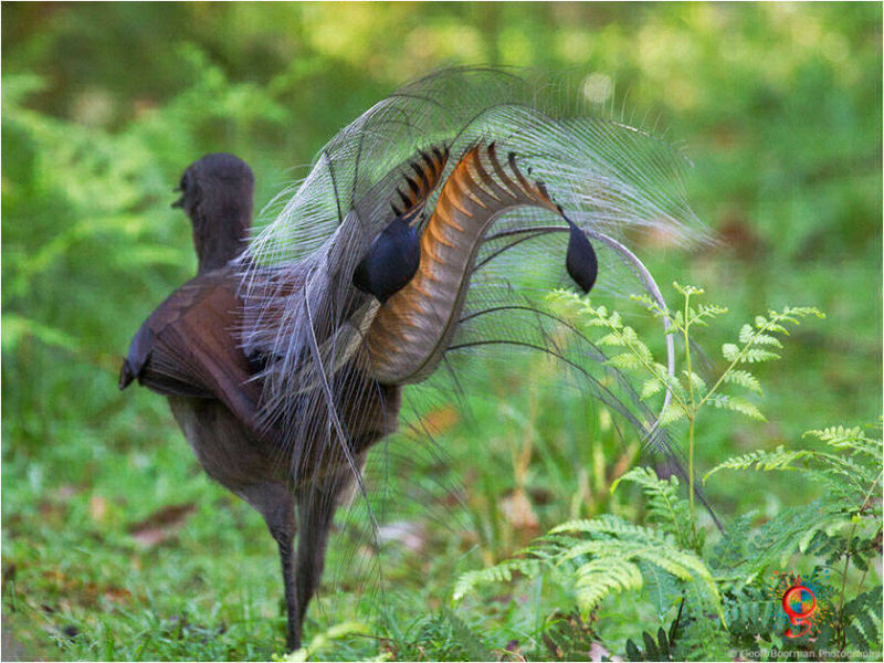 Superb Lyrebird at Wombolly