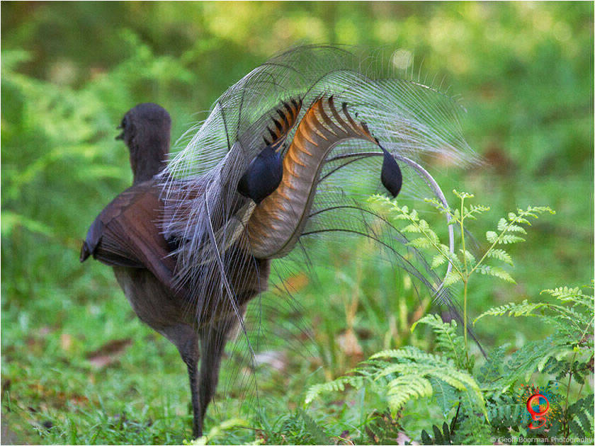 Superb Lyrebird at Wombolly