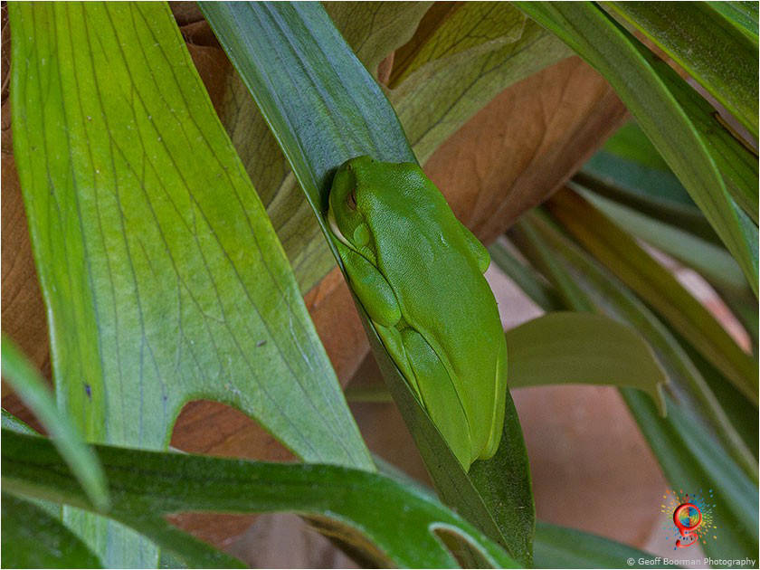 Frogs at Wombolly