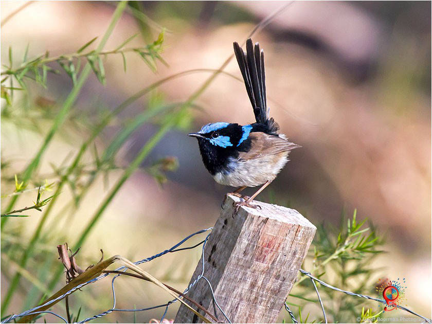 Male Superb Fairy-wren at Wombolly