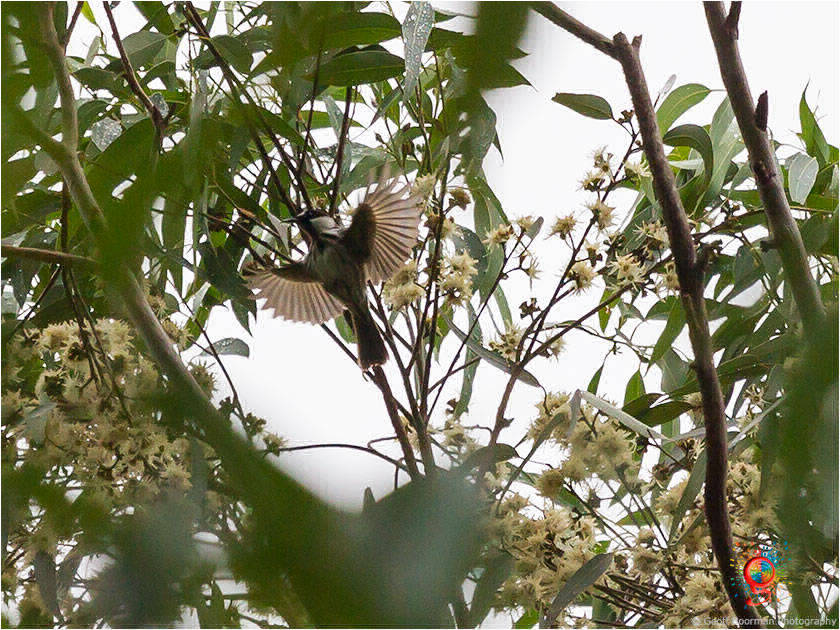 White-cheeked Honeyeater at Wombolly