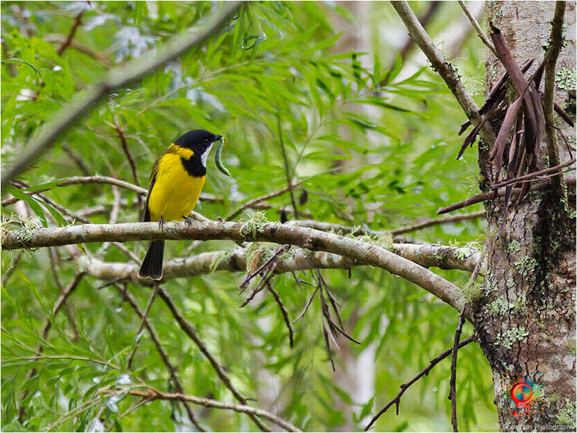 Golden Whistler at Wombolly