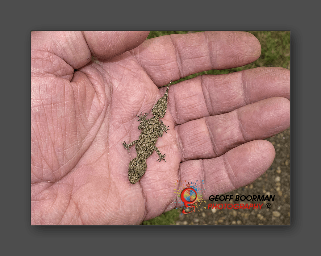 Southern Leaf-tailed Gecko at Wombolly