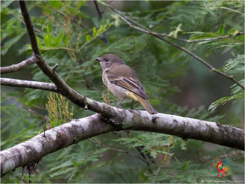 Brown Thornbill at Wombolly