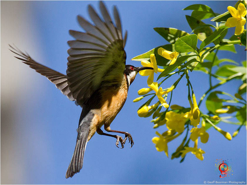 Eastern Spinebill
