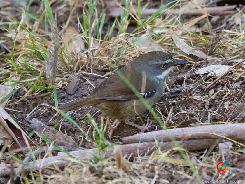 White-browed Scrubwren at Wombolly