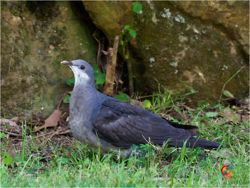 Immature White-headed Pigeon at Wombolly