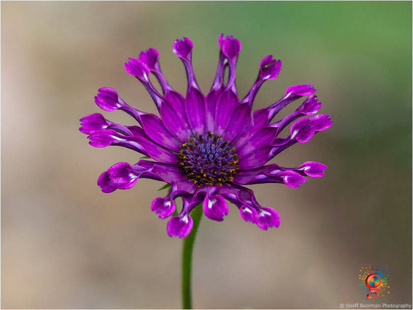 Flora at Wombolly