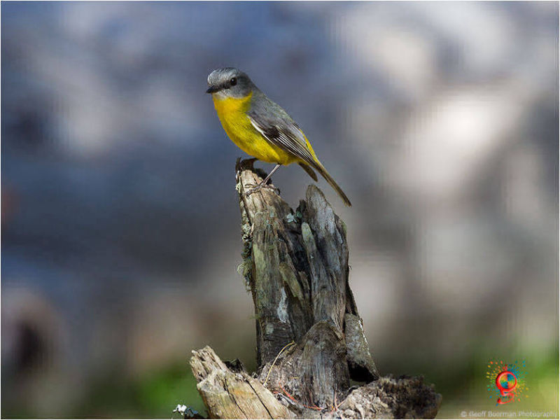 Eastern Yellow Robin at Wombolly