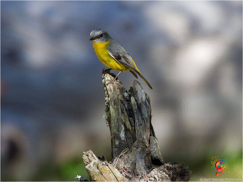 Eastern Yellow Robin at Wombolly