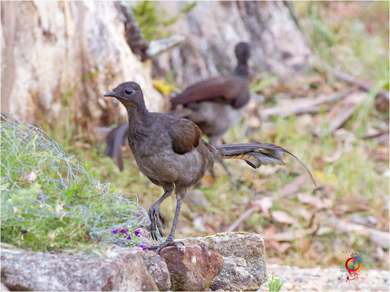Superb Lyrebird at Wombolly