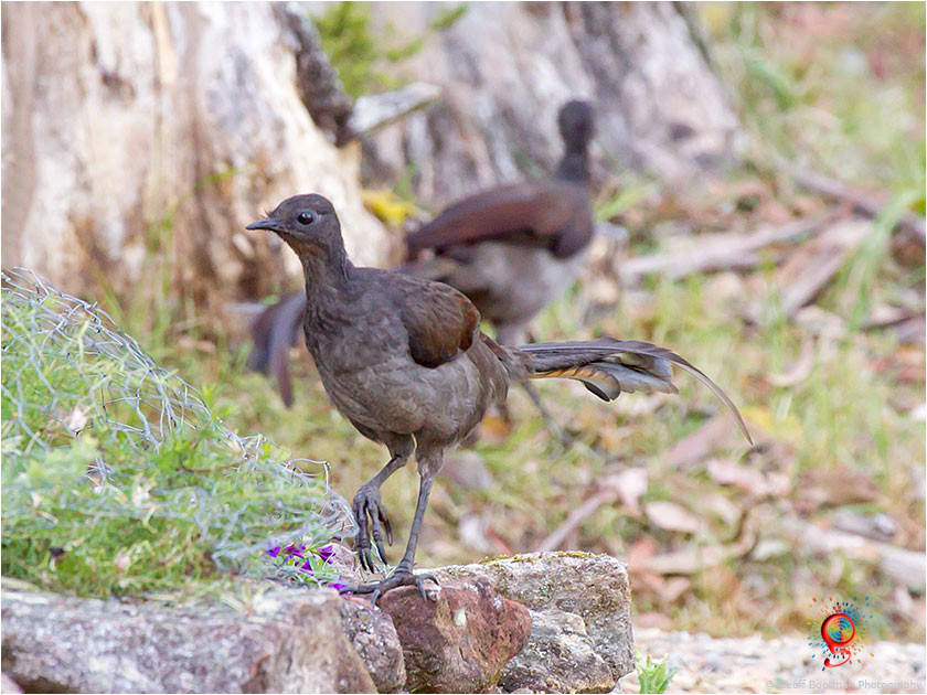 Superb Lyrebird at Wombolly