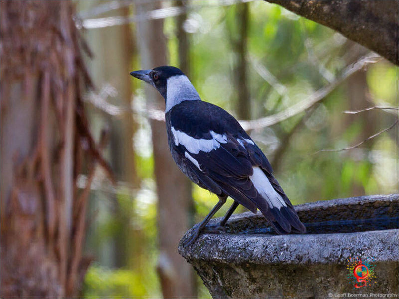 Australian Black-backed Magpie