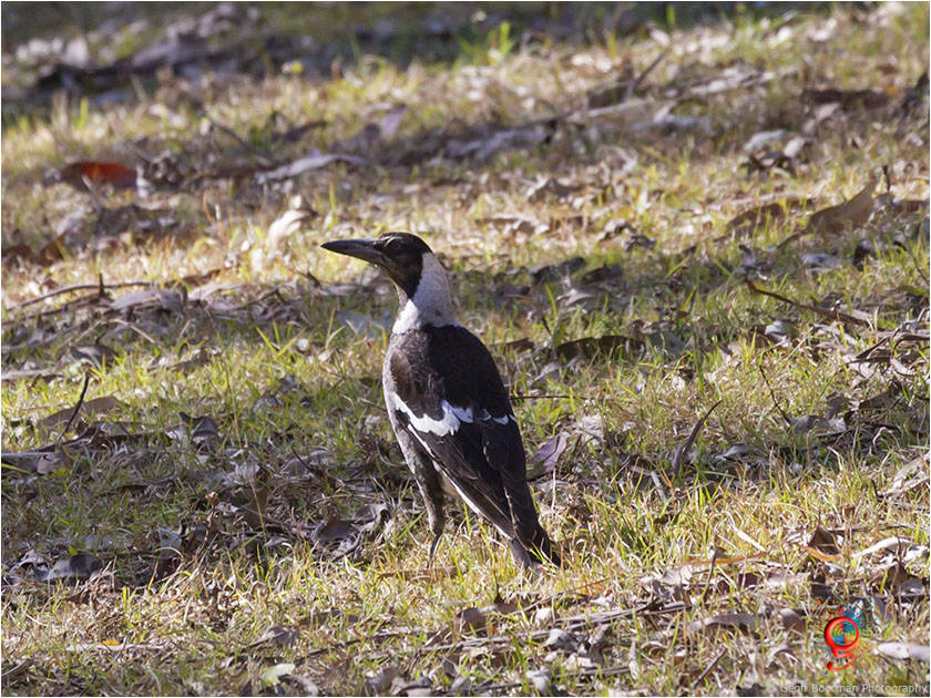 Australian Black-backed Magpie