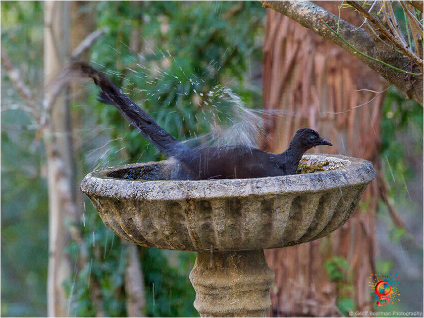 Superb Lyrebird at Wombolly