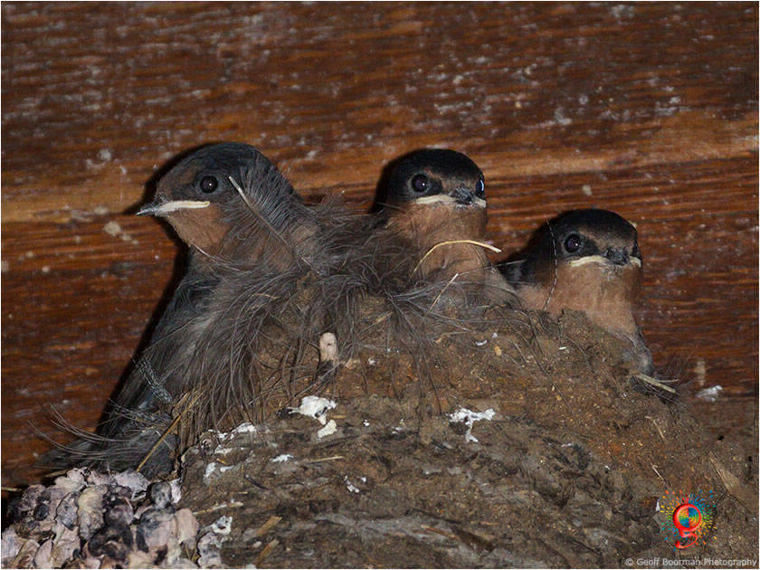 Welcome Swallows at Wombolly