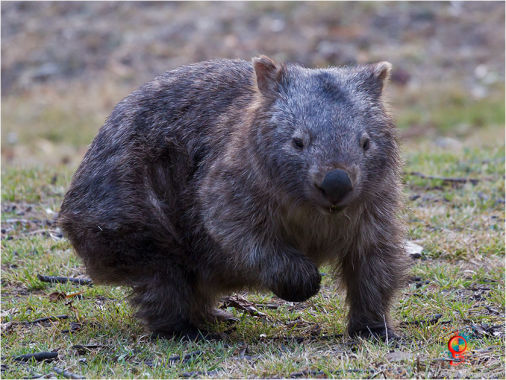 Fauna at Wombolly