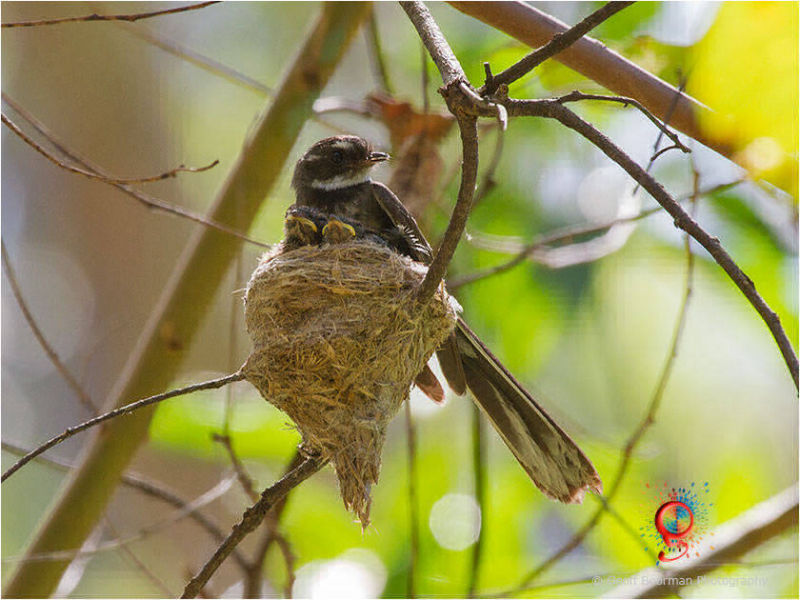 Grey Fantail at Wombolly