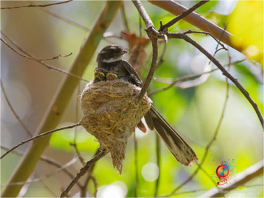 Grey Fantail at Wombolly