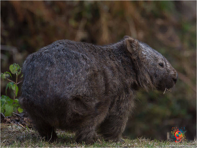 Wombats at Wombolly