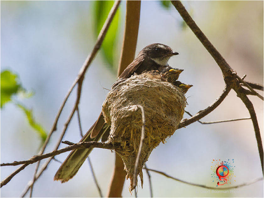 Grey Fantail at Wombolly
