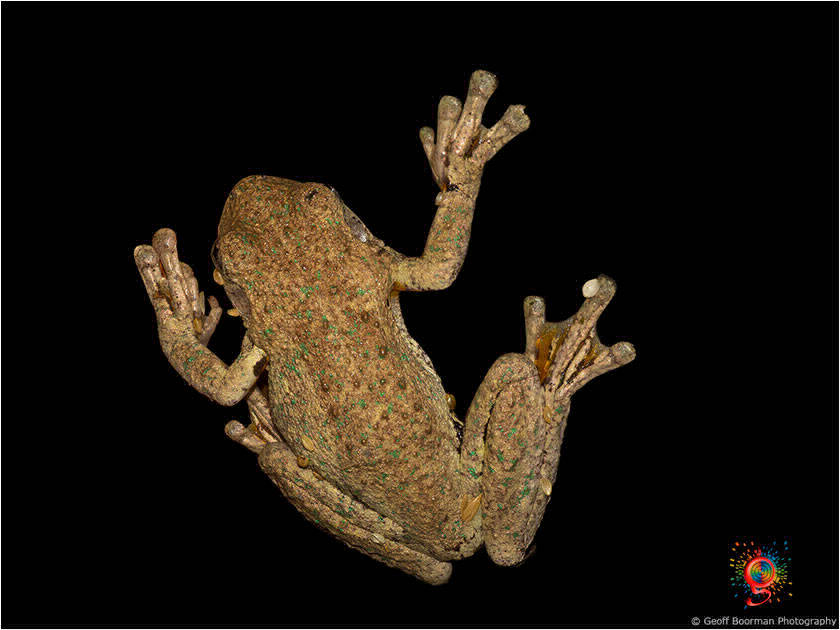 Frogs at Wombolly