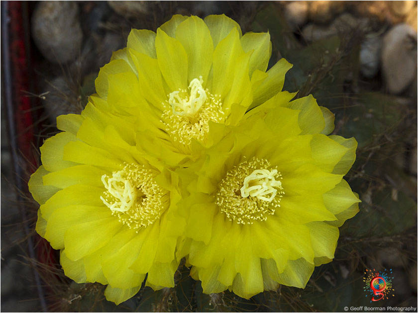 Flora at Wombolly