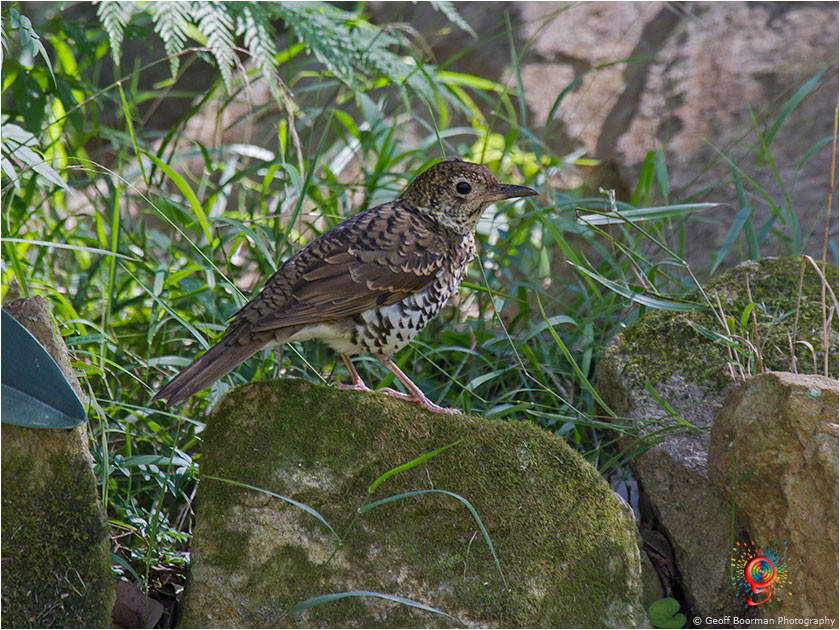 Bassian Thrush at Wombolly
