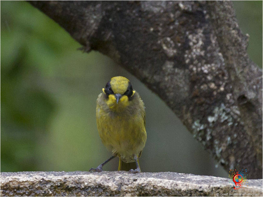 Yellow-tufted Honeyeater at Wombolly