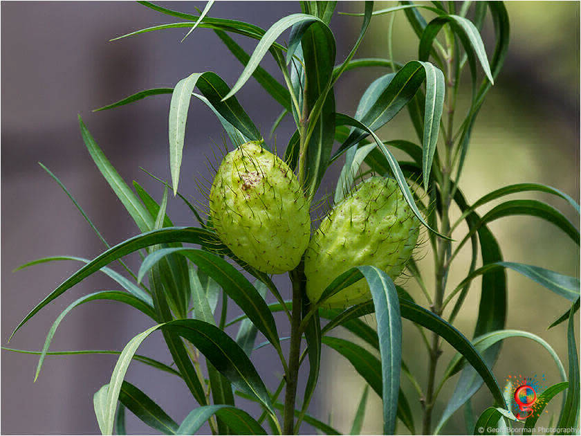 Flora at Wombolly