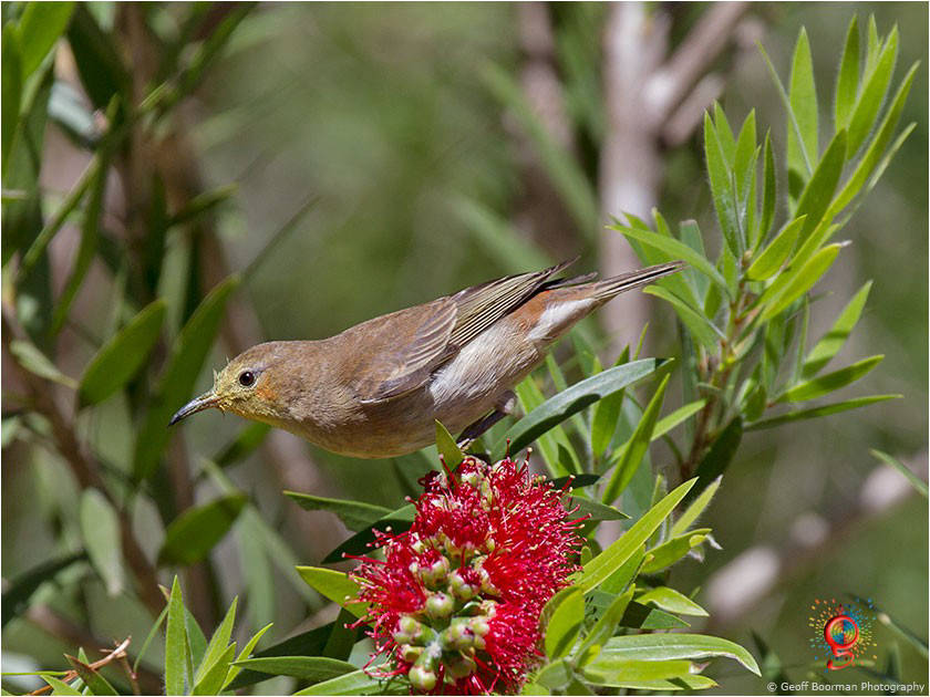 Female Scarlet Honeyeater