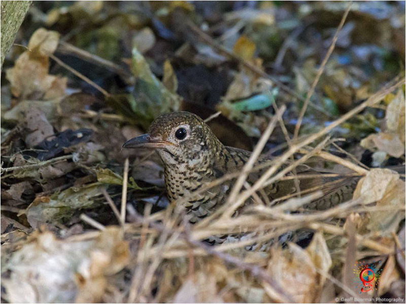 Bassian Thrush at Wombolly